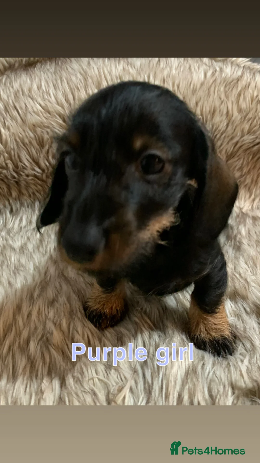 Miniature Dachshund dogs for sale: Miniature wirehaired daschunds - Advert 1