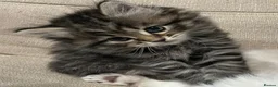 Siberian cats for sale: Your Perfect Siberian Forest Kitten Awaits in Bristol - Advert 5