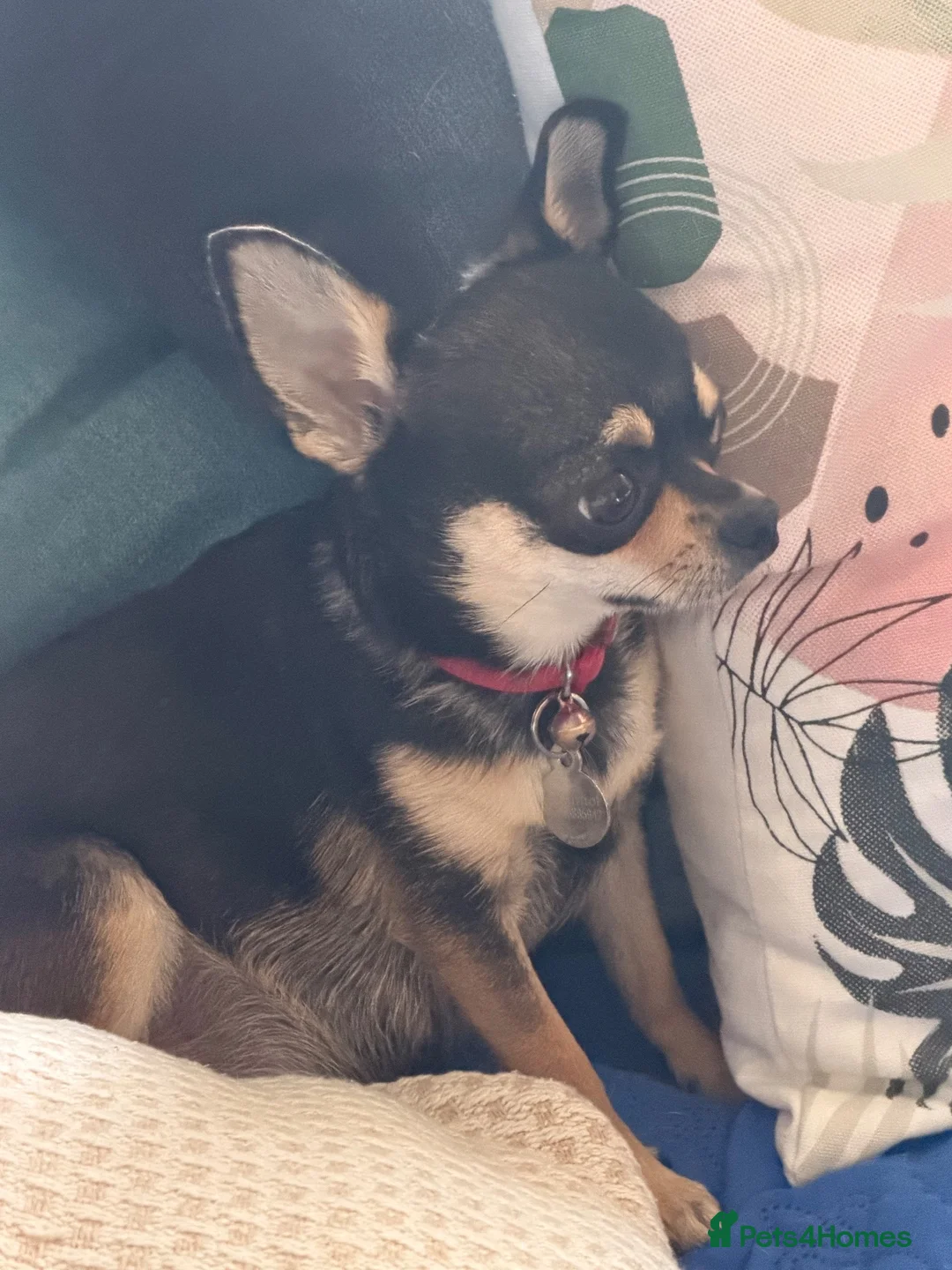 Chihuahua dogs for sale: For sale  in London - Advert 1