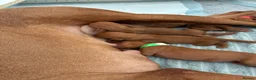 Hungarian Vizsla dogs for sale: Hungarian Vizsla Puppies in Bridgend - Advert 9