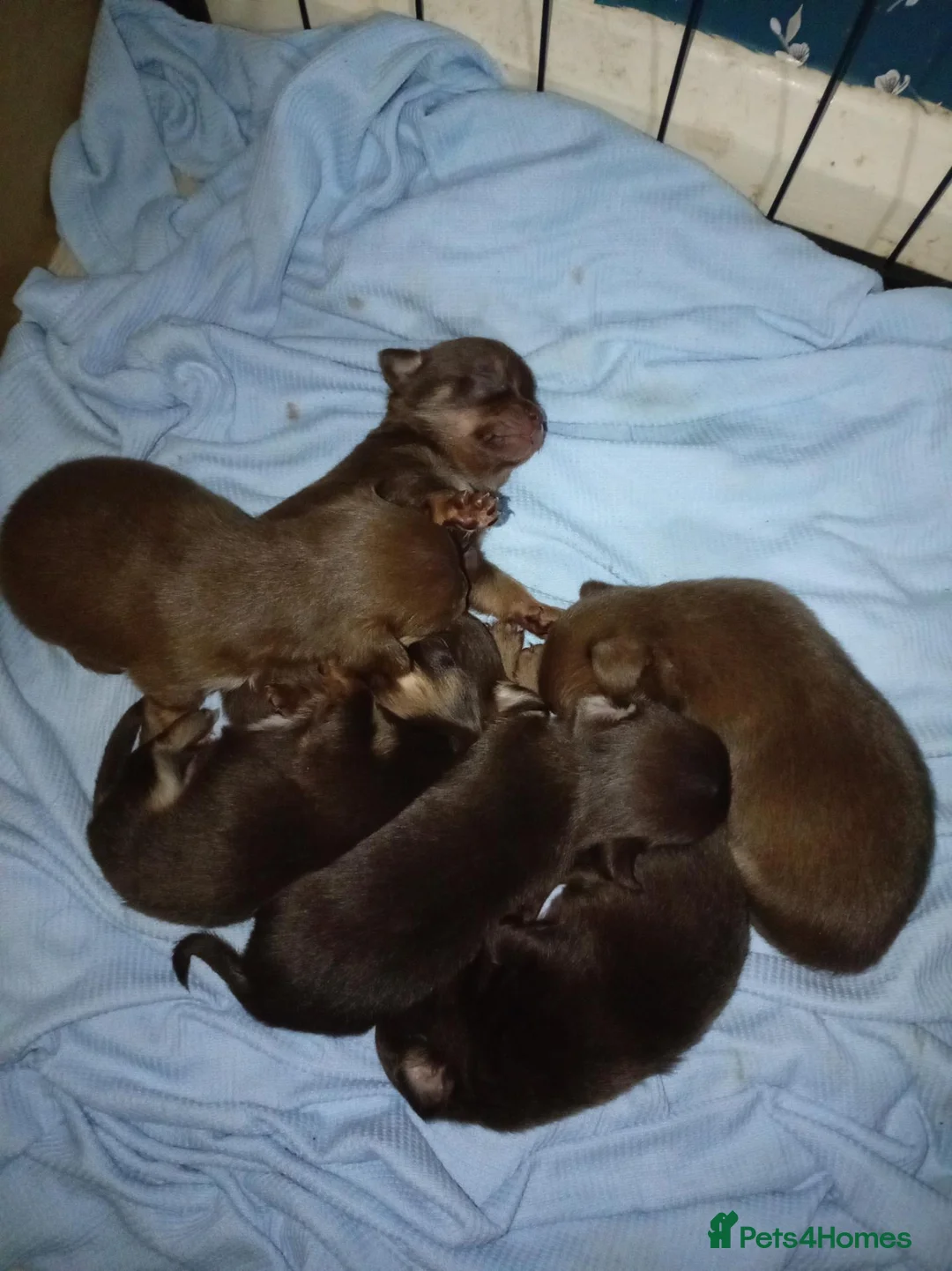 Chihuahua dogs for sale: Chocolate and tan Chihuahua puppies - Advert 2