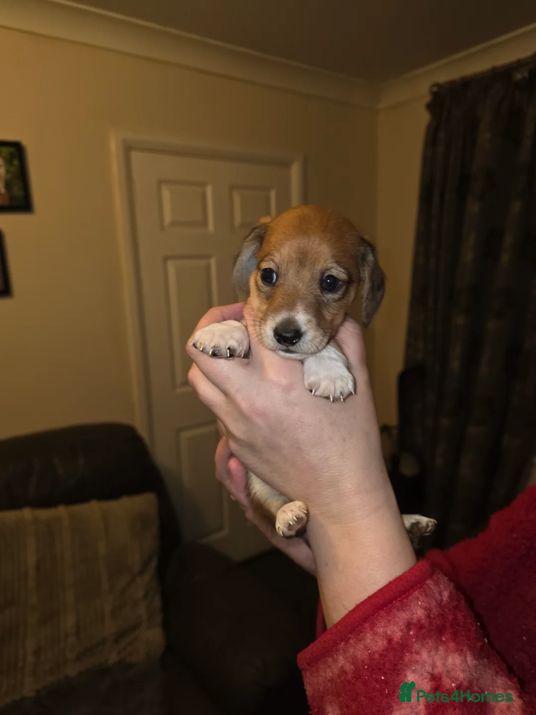 Jackshund dogs for sale: Minature long hair dashund x minature jack russell in Carlisle - Advert 2