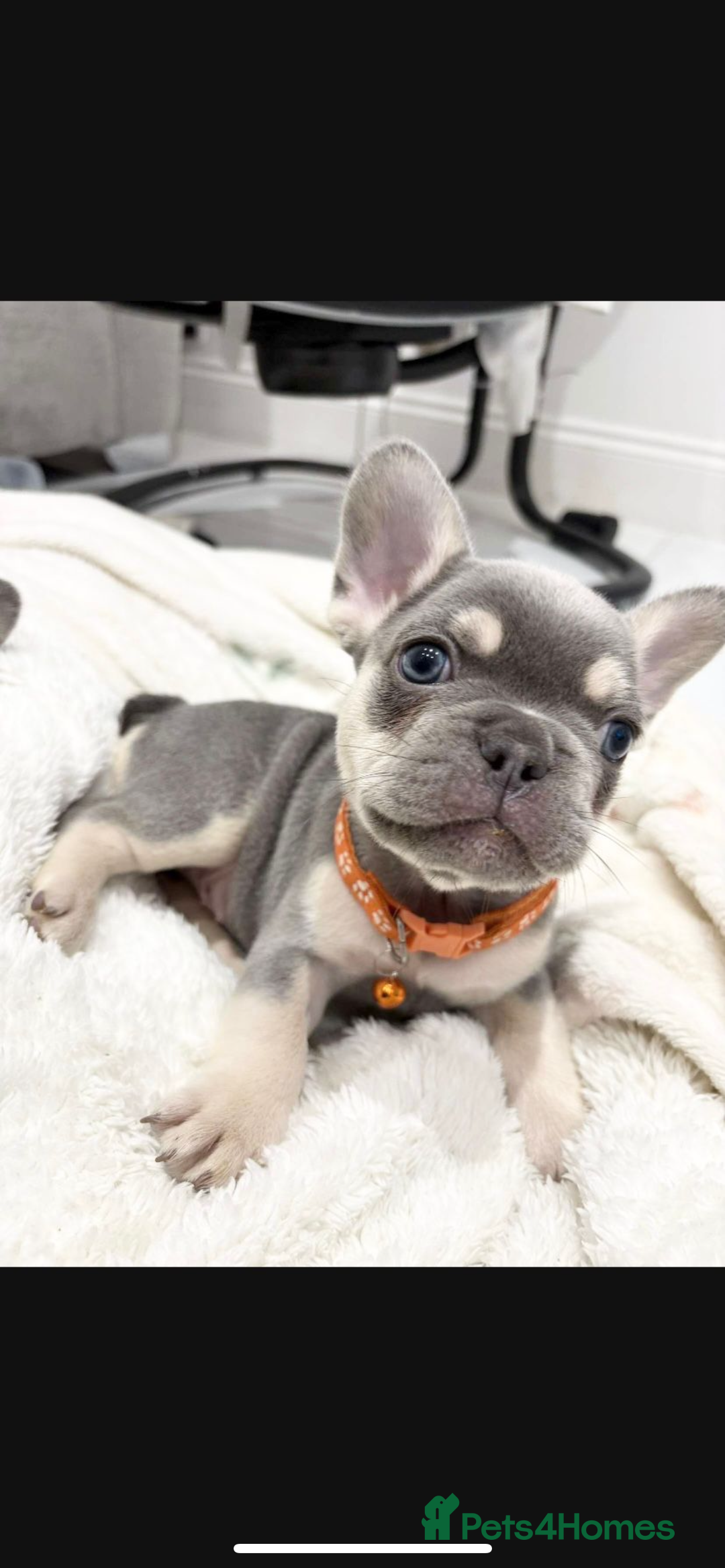 French Bulldog dogs for sale: French bulldog puppies  - Image 23