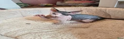 Sphynx cats for sale: Blue eyes Sphynx kitten TICA & GCCF show cats  - Advert 31