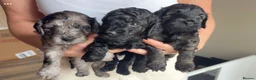 Cockapoo dogs for sale: STUNNING TOY COCKAPOOS  in Withernsea - Advert 2