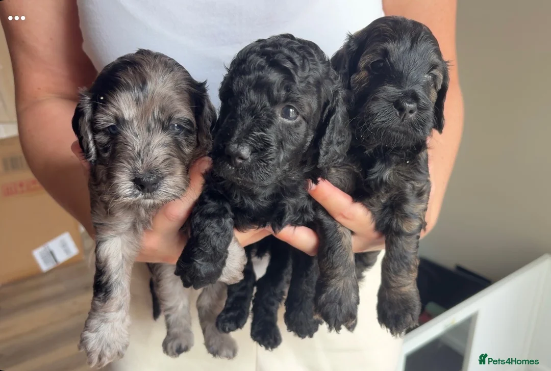 Cockapoo dogs for sale: STUNNING TOY COCKAPOOS  in Withernsea - Advert 2