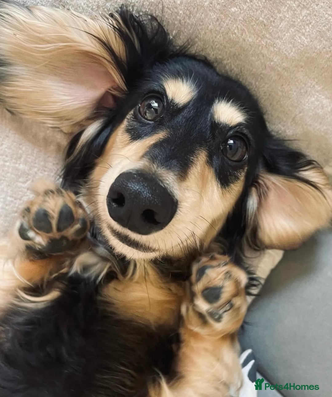 Miniature Dachshund dogs for stud: KC Registered - Health Tested - Proven Stud Dog 🏅 - Advert 6