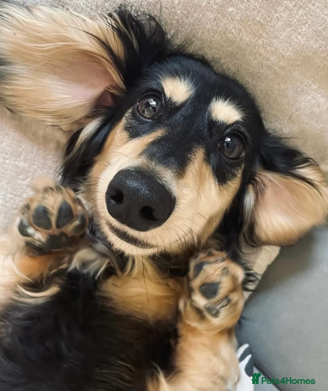 Miniature Dachshund dogs for stud: KC Registered - Health Tested - Proven Stud Dog 🏅 - Advert 12