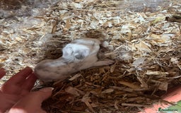 Mini Lop rabbits for sale: Mini lop baby bunnies  - Image 8