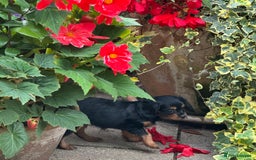 Cavapoo dogs for sale: Cavapoo rare black &tan health tested  - Image 4