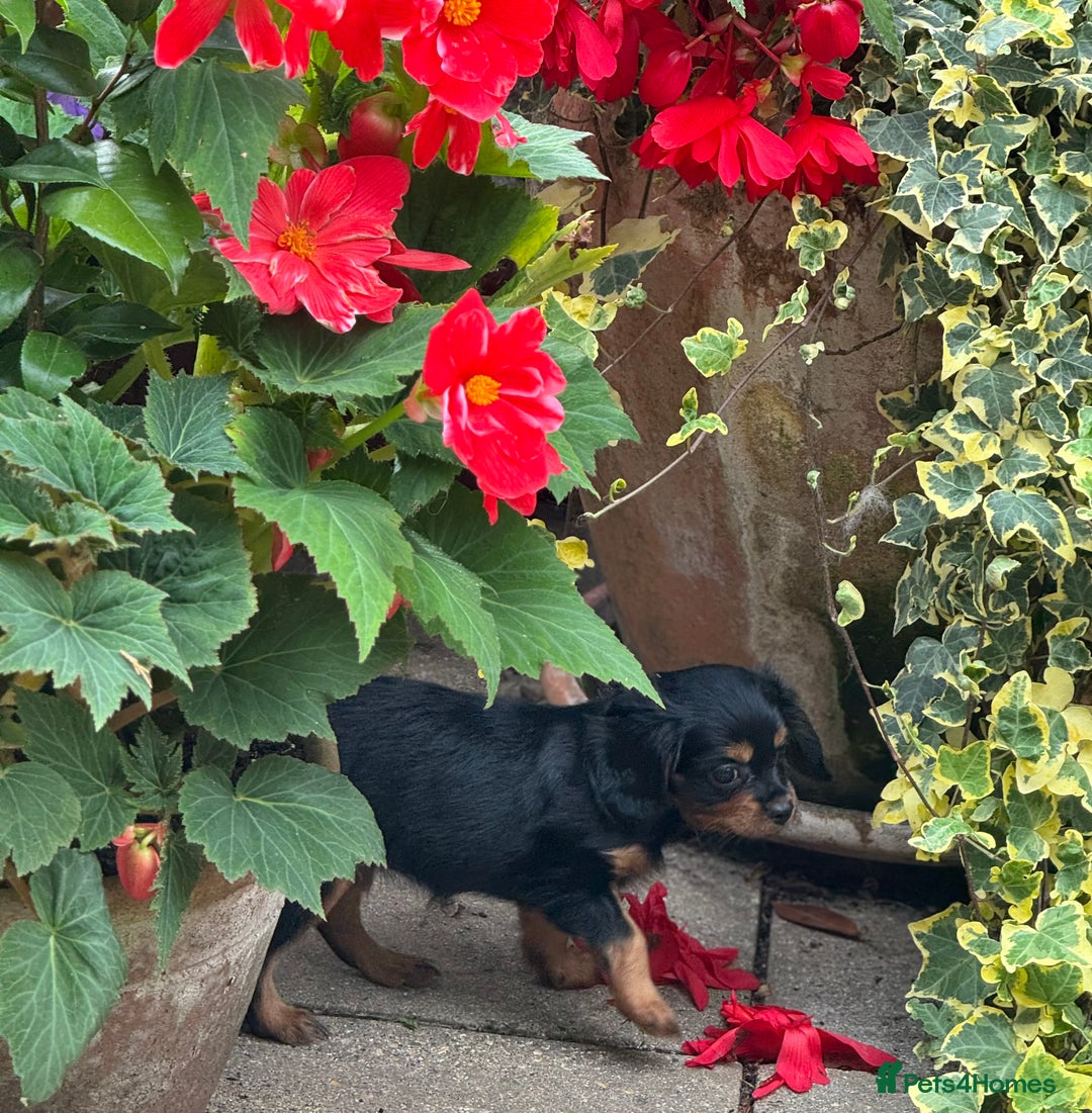 Cavapoo dogs for sale: Cavapoo rare black &tan health tested  - Image 4