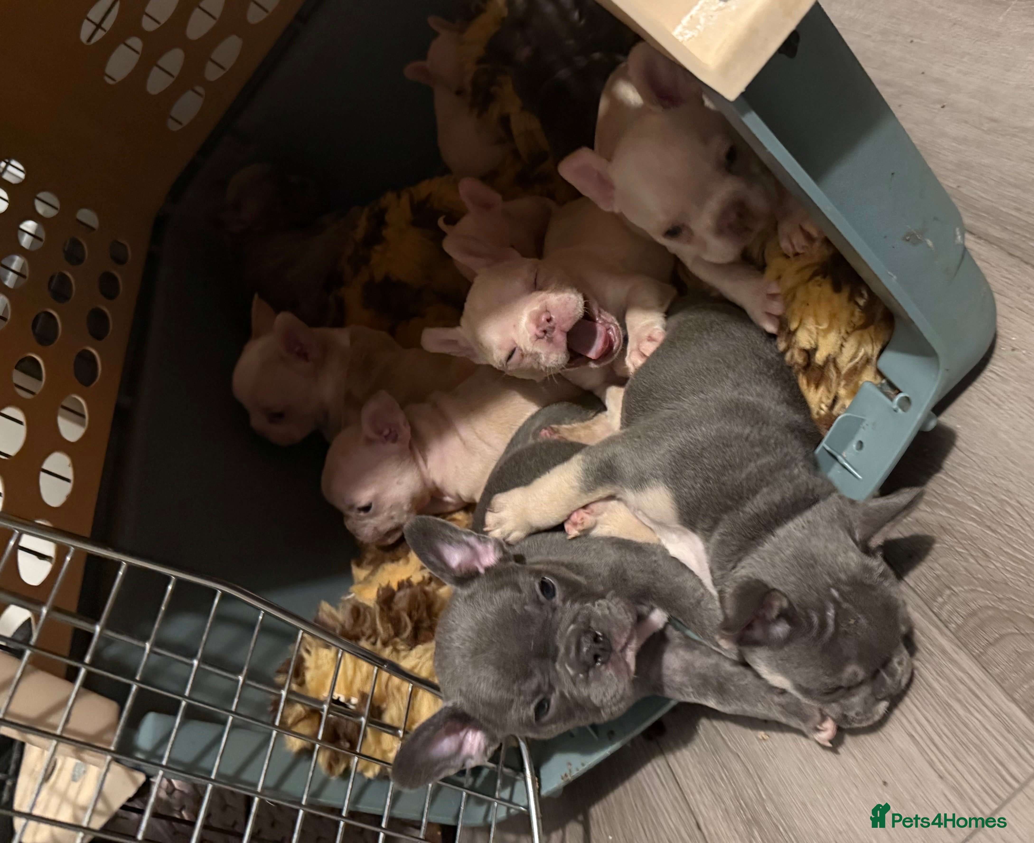 French Bulldog dogs Highly Health tested French Bulldog Puppies - Advert 1