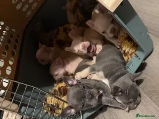 French Bulldog dogs Highly Health tested French Bulldog Puppies - Advert 1