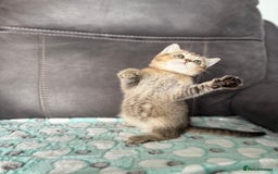British Shorthair cats for sale: Beautiful GCCF kittens from champion lines  - Image 13