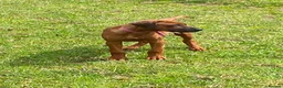 Rhodesian Ridgeback dogs for sale: KC reg Ridgeback puppies - Advert 5