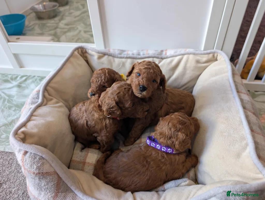 Miniature Poodle dogs KC Registered Red Miniature Poodle Puppies 0% COI - Advert 1