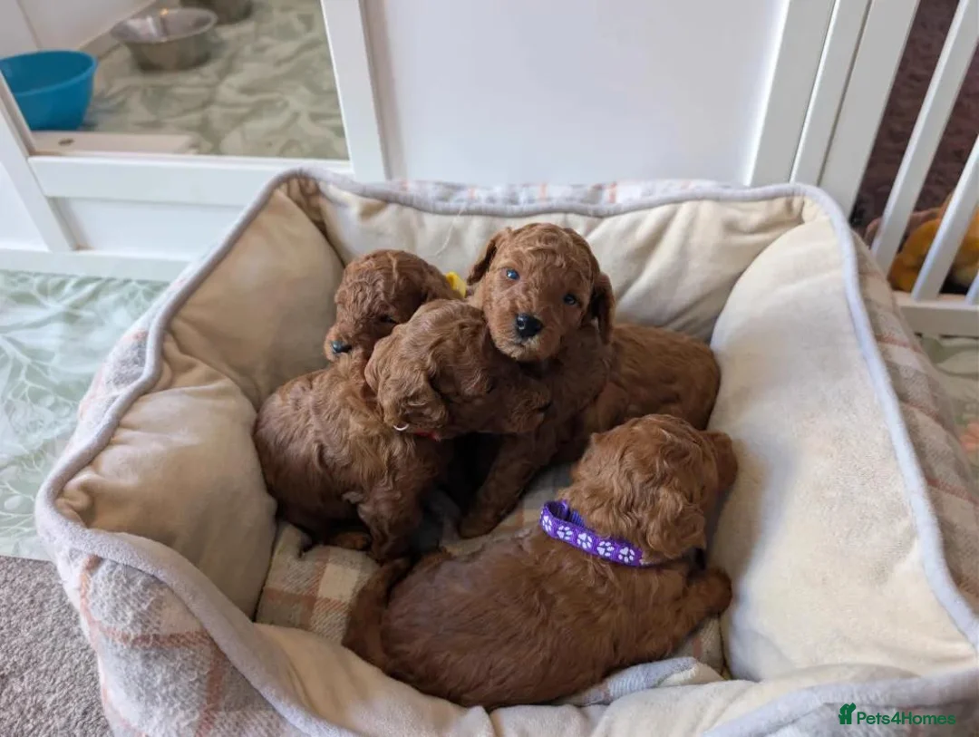 Miniature Poodle dogs for sale: KC Registered Red Miniature Poodle Puppies 0% COI - Advert 1