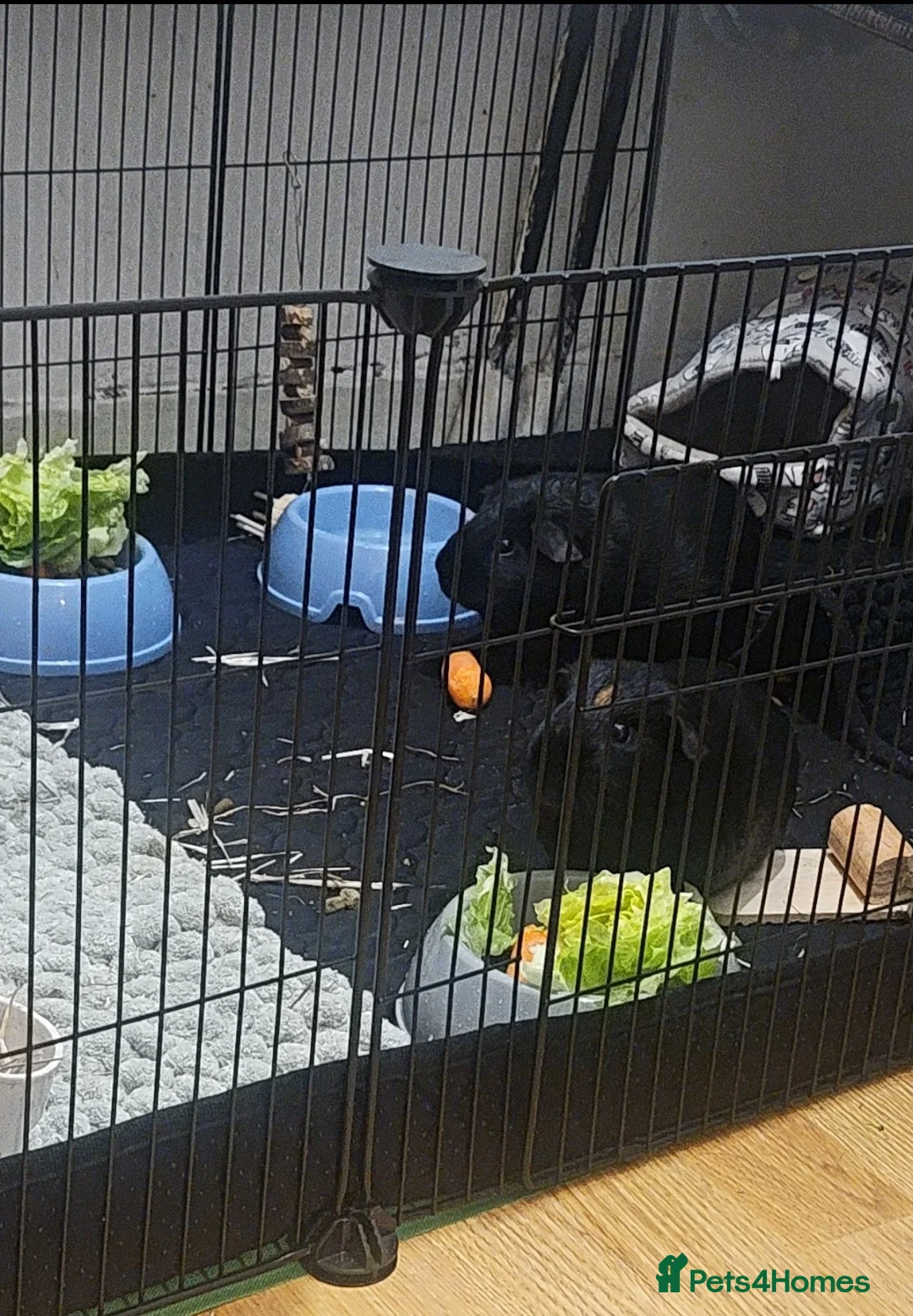 Guinea Pig rodents for sale: 2 MALE Black guinea pigs, everything inc! - Advert 1