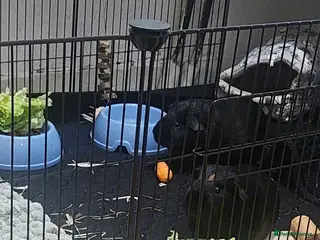 Guinea Pig rodents 2 MALE Black guinea pigs, everything inc! - Advert 4