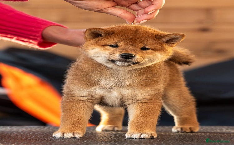 Japanese Shiba Inu dogs - Advert 2