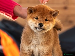 Japanese Shiba Inu dogs - Advert 18