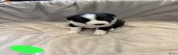 Border Collie dogs for sale: ISDS Border Collie Puppies 🐶 - Advert 14