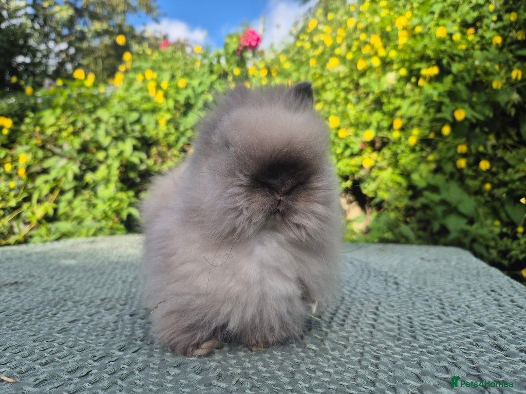 Angora rabbits for sale: ♥️READY NOW🧡Teddydwerg babies- Imported parents🧡 - Image 14