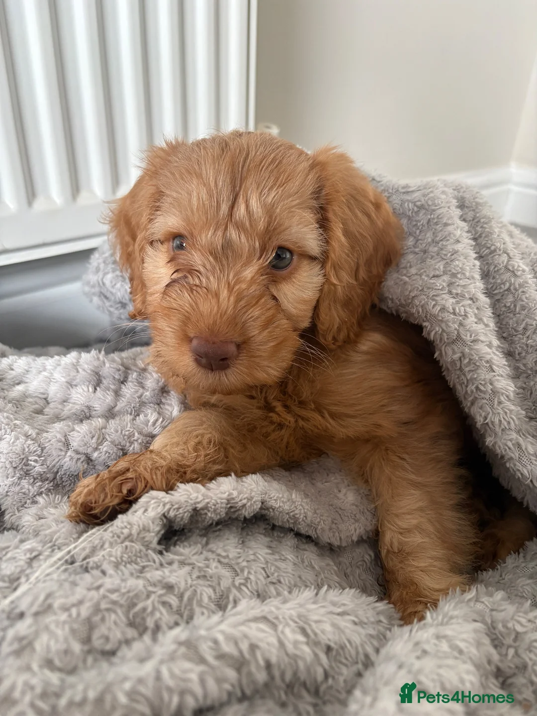 Cockapoo dogs for sale: Beautiful Cockapoo Puppy Looking for Forever Home - Advert 2