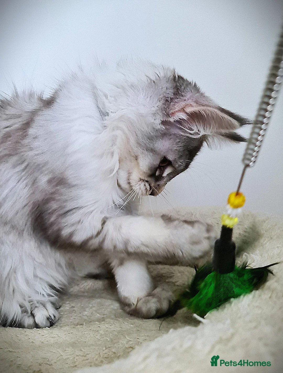 Maine Coon cats for sale: STUNNING 4️⃣ PEDIGREE MAINE COON KITTENS READY ❗❗❗ - Advert 40