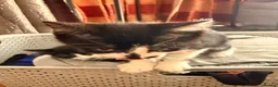 British Shorthair cats for sale: 4 black + white female kittens - Advert 30
