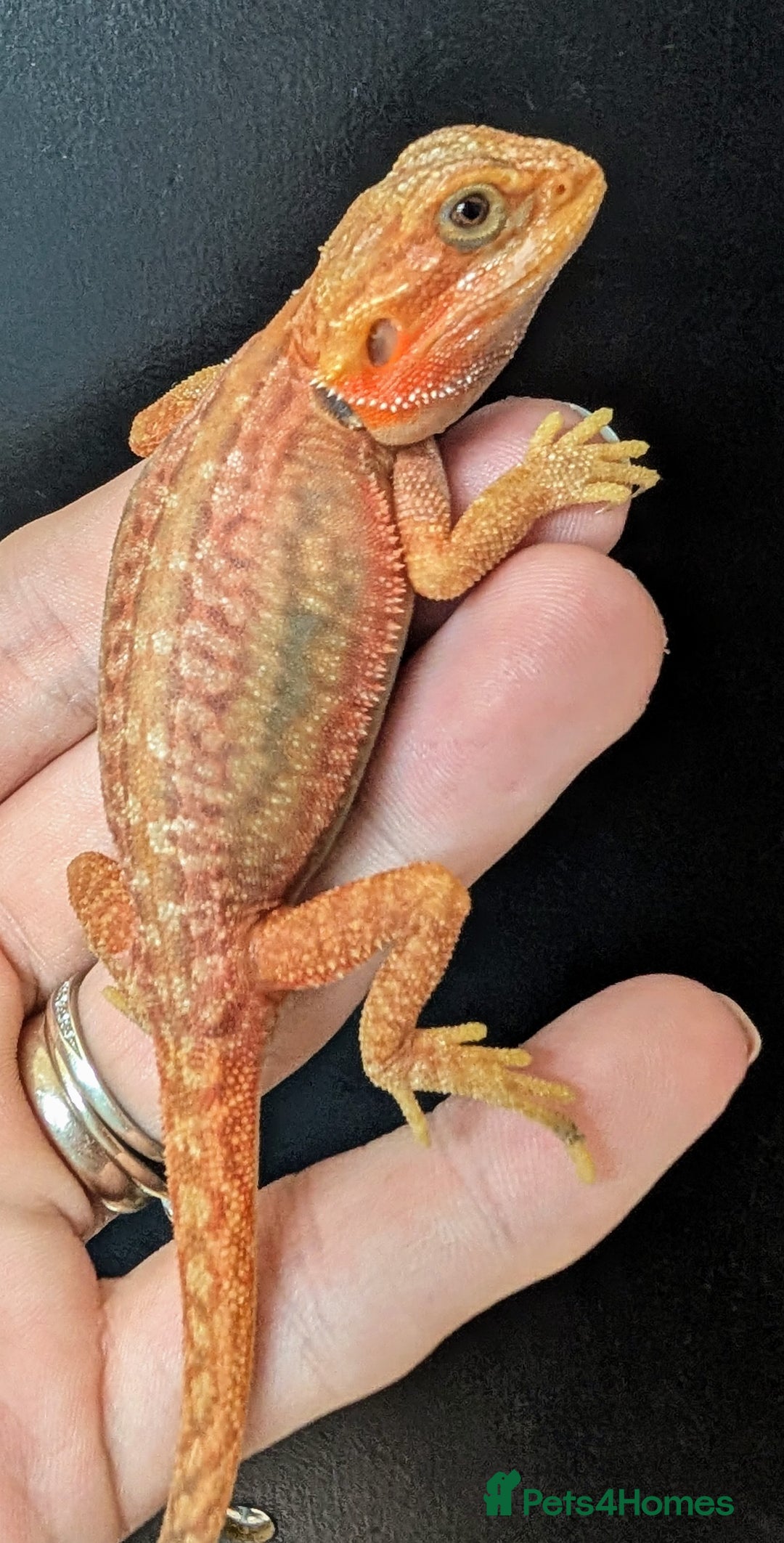 Bearded Dragon reptiles for sale: Leather back bearded dragon babies. Ready now - Image 3