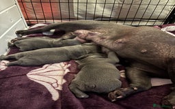 French Bulldog dogs for sale: Three stunning French bulldog puppies  - Image 3