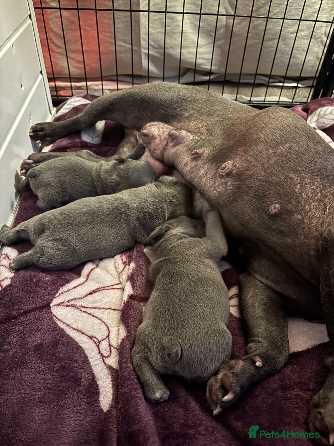 French Bulldog dogs for sale: Three stunning French bulldog puppies  - Image 3