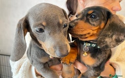Dachshund dogs for sale: 5 beautiful miniature short haired dachshunds - Image 35
