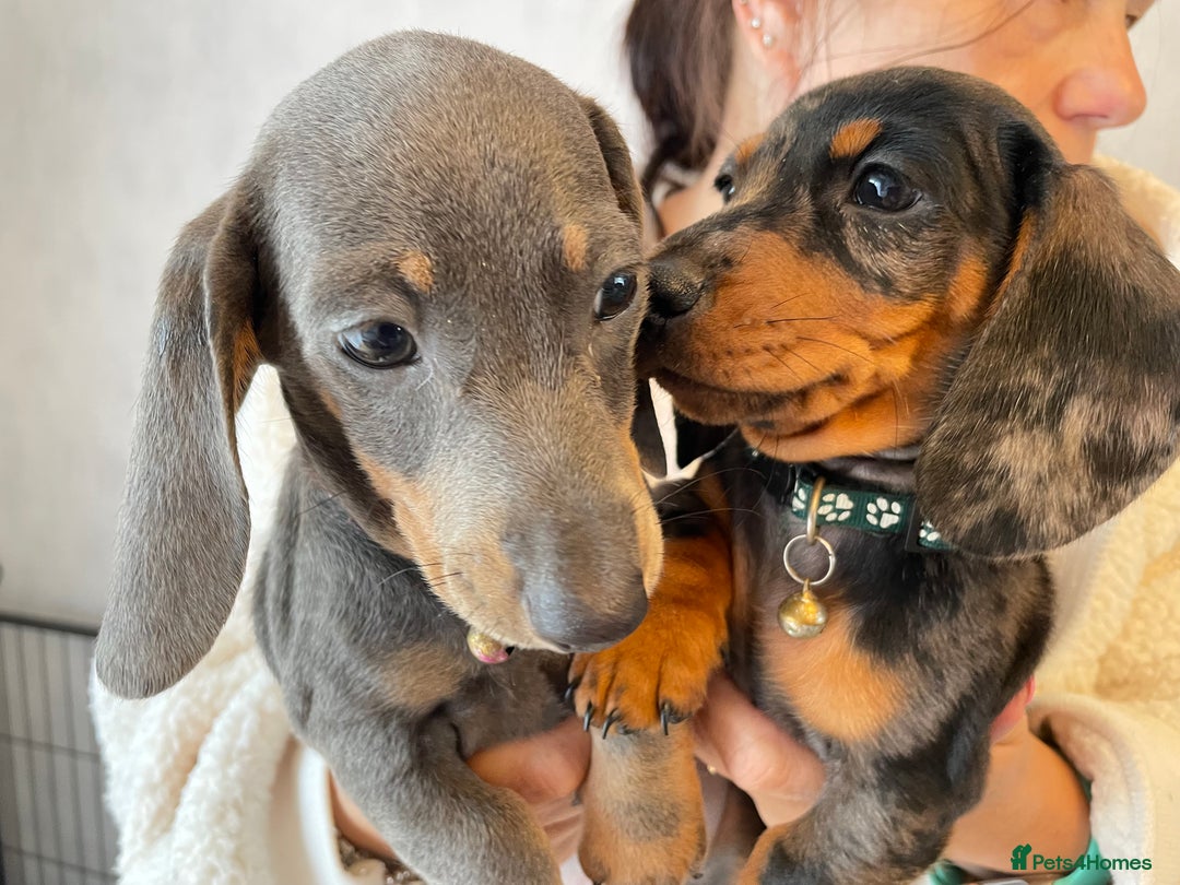 Dachshund dogs for sale: 5 beautiful miniature short haired dachshunds - Image 35