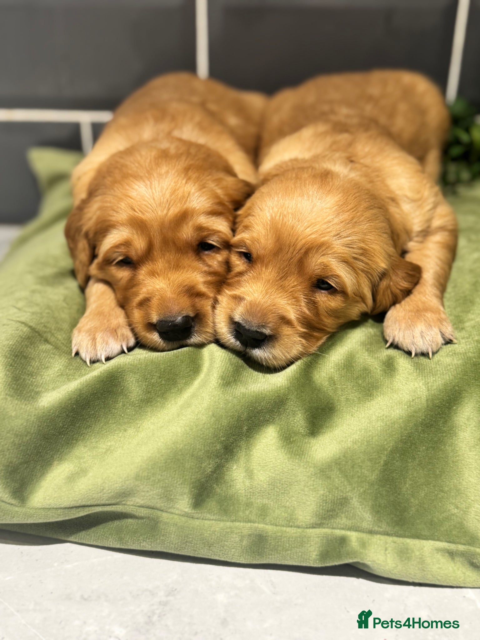 Golden Retriever dogs 8 exceptional Golden Retriever  - Advert 1