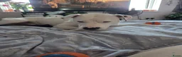 American Bulldog dogs for sale: Very loving american bulldog  - Advert 3