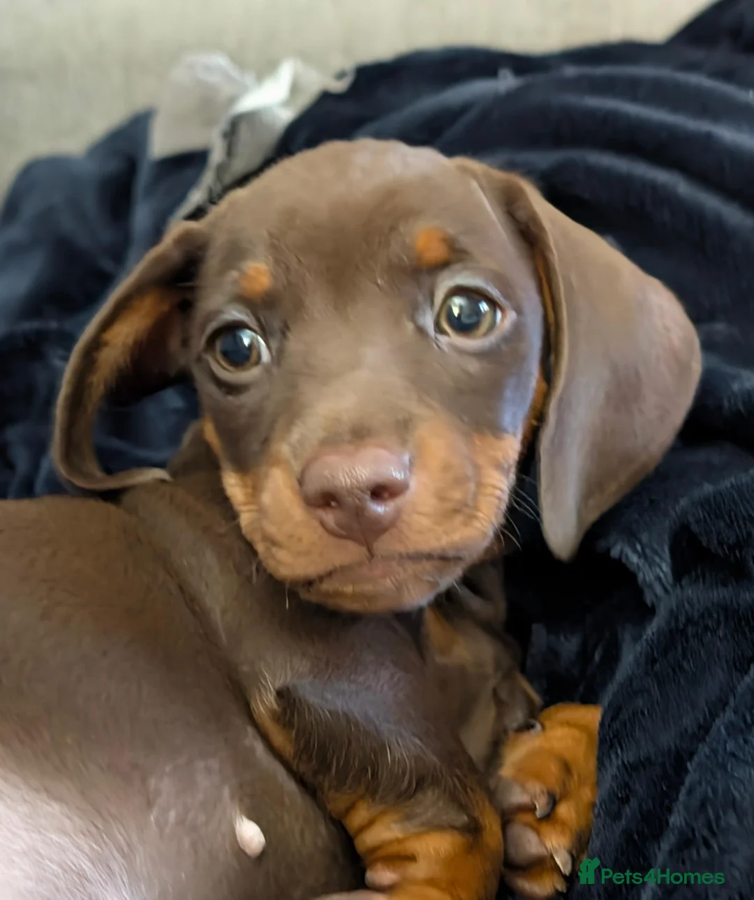 Miniature Dachshund dogs for sale: 🌟💙CHOCOLATE & TAN MINIATURE DACHSHUND MALE💙🌟 - Advert 2