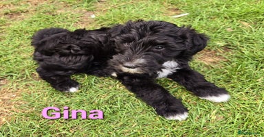 Mixed Breed dogs - Advert 3