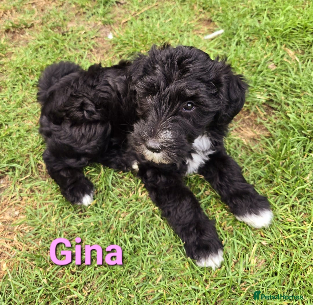 Mixed Breed dogs for sale: Fox Terrier × Australian Labradoodle Pups Sale - Image 3