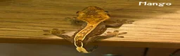 Gecko reptiles for sale: 1x Juvenile Crested Gecko - Advert 2