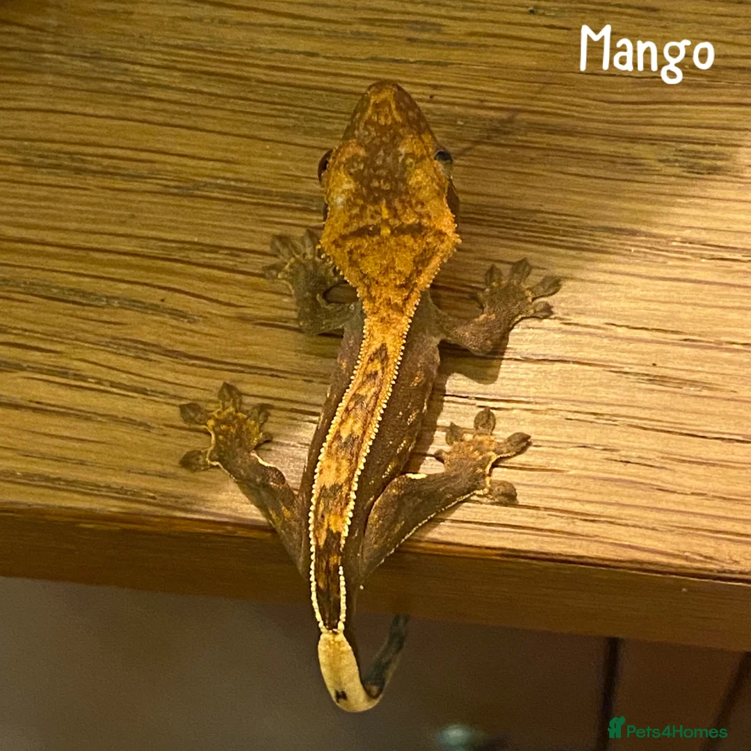 Gecko reptiles for sale: 1x Juvenile Crested Gecko - Advert 2