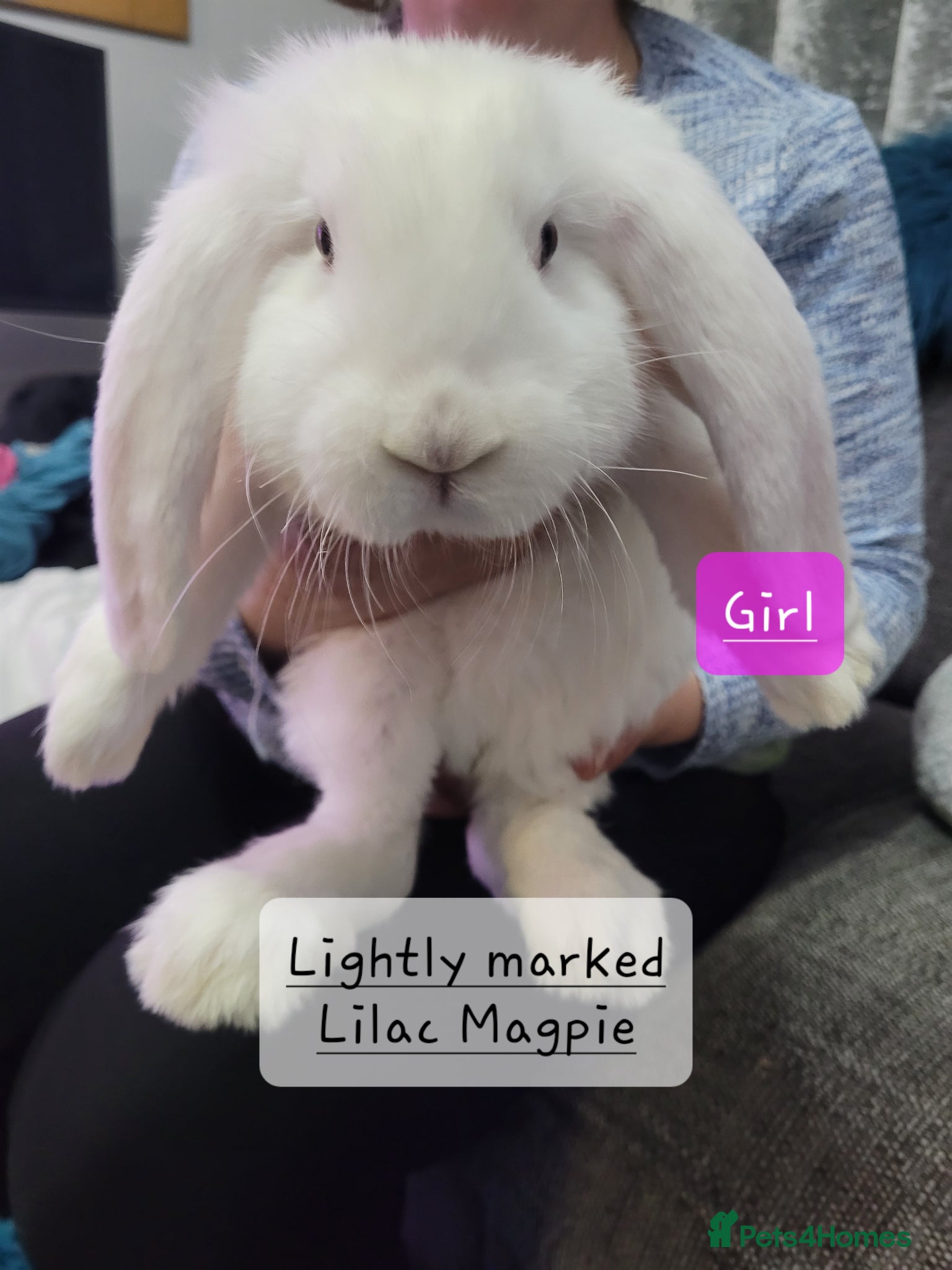 French Lop rabbits Pure Bred French Lop babies vaccinated with Yurvac - Advert 2