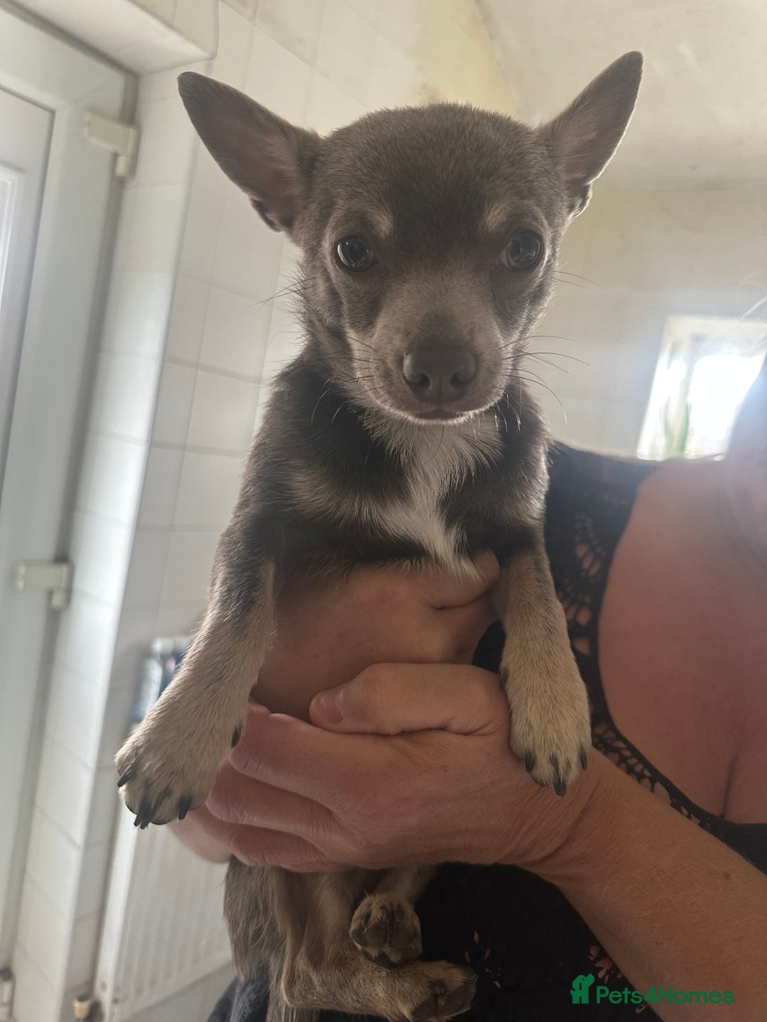 Chihuahua dogs for sale: 1 Stunning Male Chihuahua  - Image 3