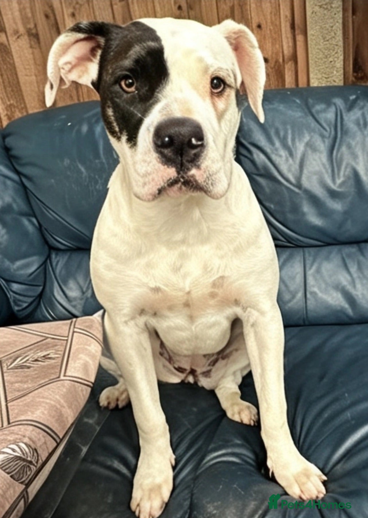 Mixed Breed dogs Staffy x presa canario - Advert 9