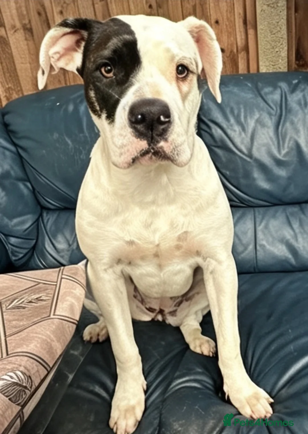 Mixed Breed dogs for sale: Staffy x presa canario - Advert 1