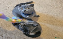 British Shorthair cats for sale: British Shorthair  - Image 5
