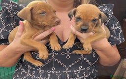 Dobermann dogs for sale: Doberman puppies for sale - Image 3