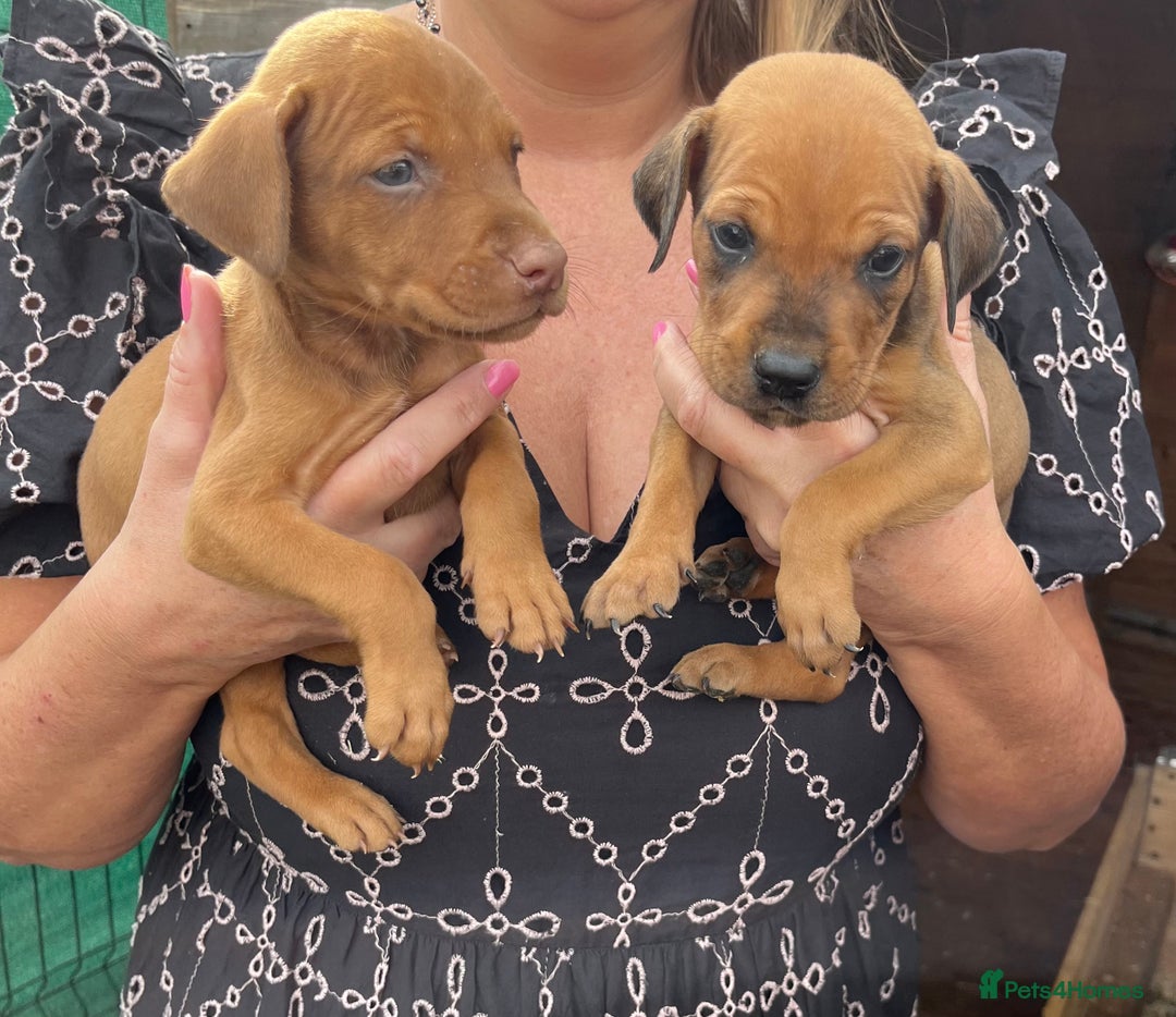 Dobermann dogs for sale: Doberman puppies for sale - Image 3