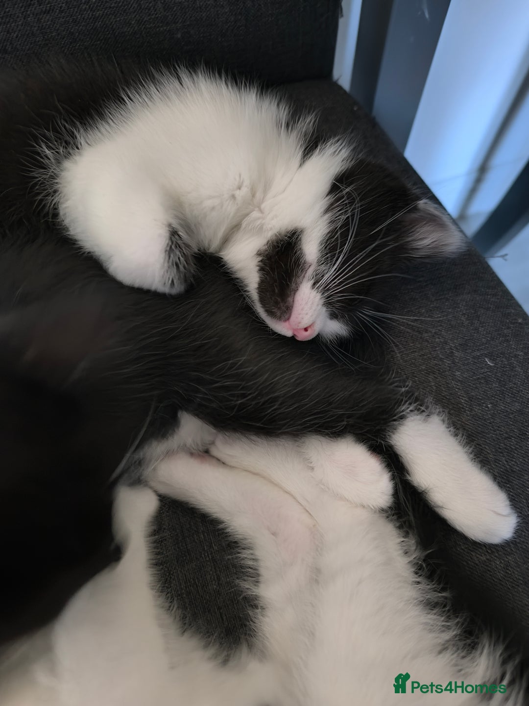 Domestic Shorthair cats for sale: Kittens ready now  - Image 5